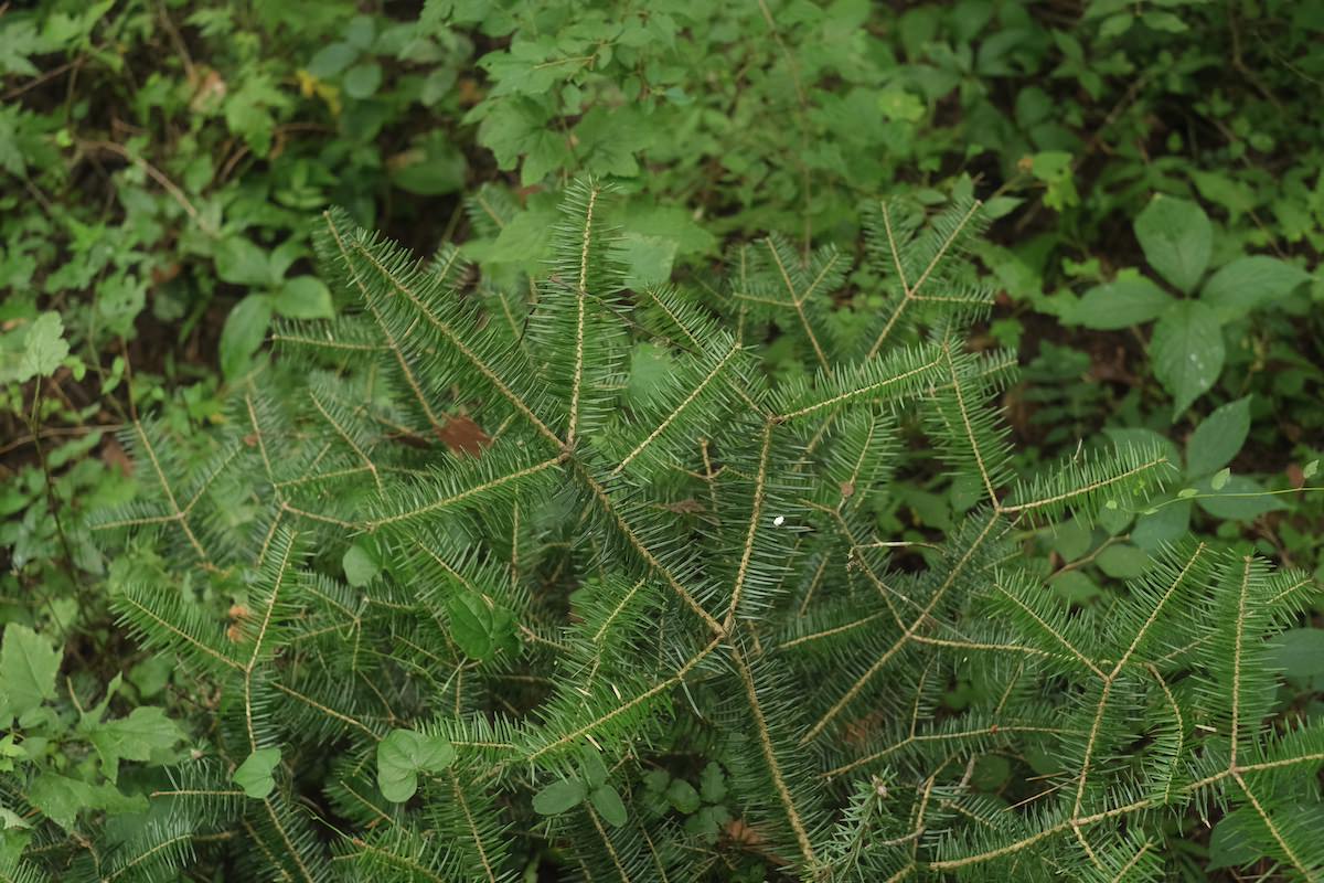 リードディフューザー ホームフレグランス 005 Cedarwood Petitgrain