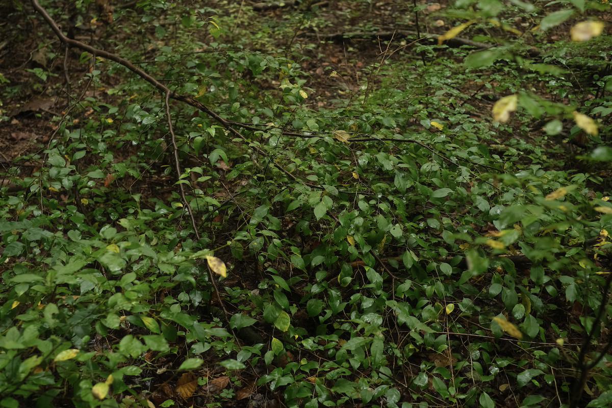 リードディフューザー ホームフレグランス 003 Into the Forest