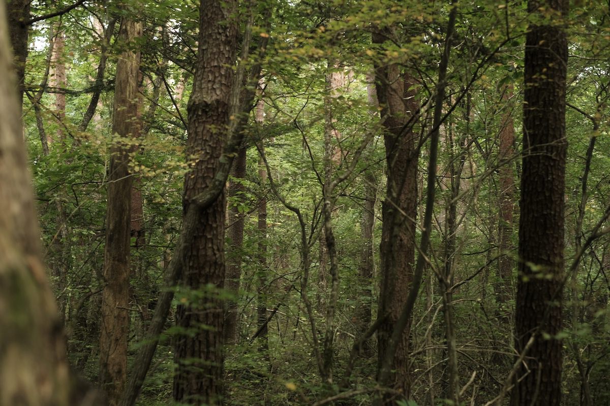 Into the Forest アロマスプレー <深い呼吸> - noi