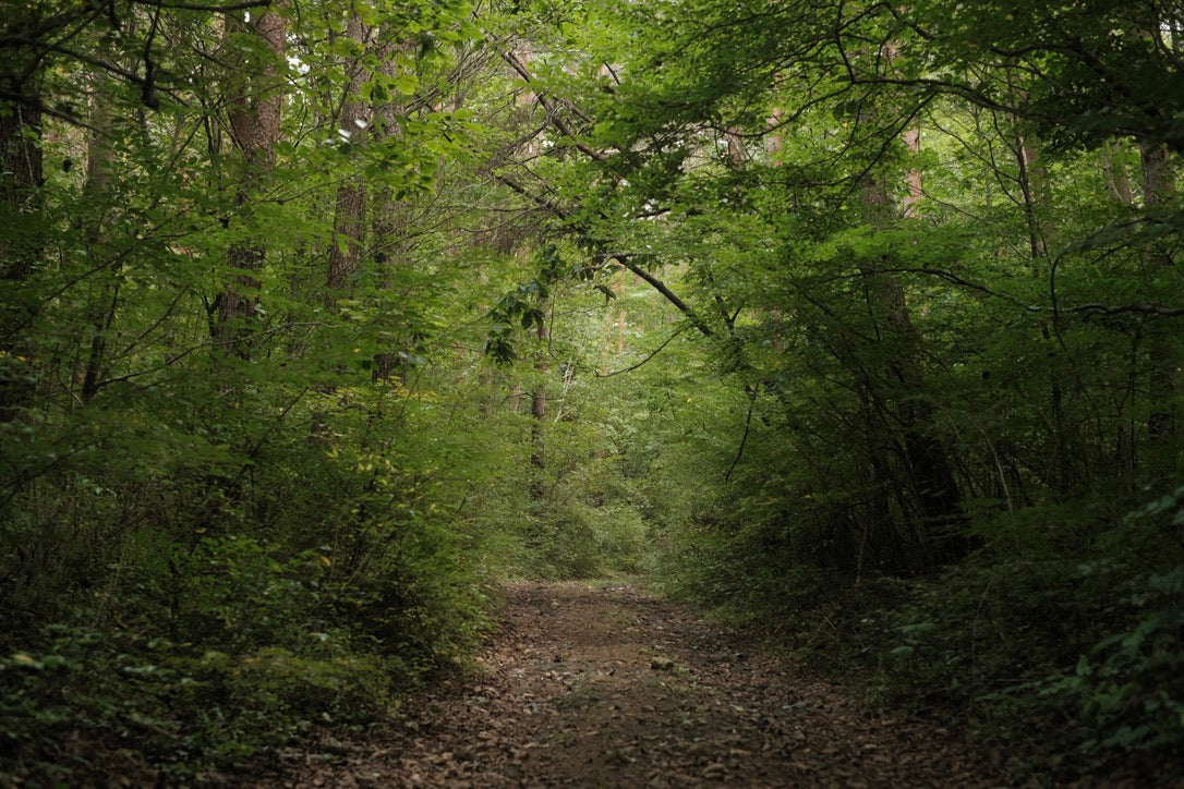 リードディフューザー ホームフレグランス 003 Into the Forest