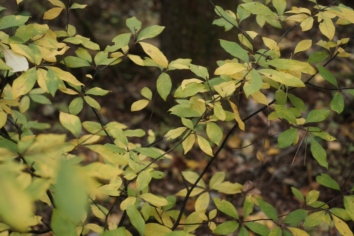 秋のクロモジ シングルオリジン ハーブティー 2025 (ワイルド)