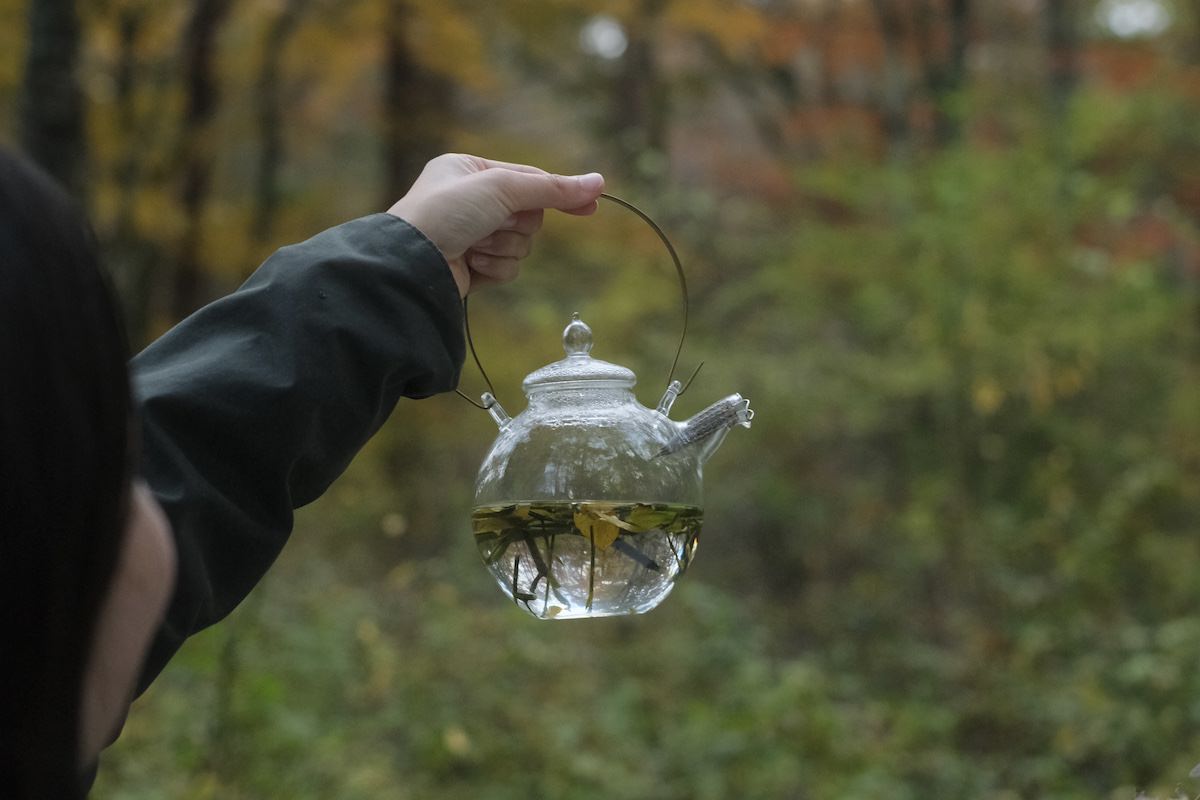 秋のクロモジ シングルオリジン ハーブティー 2025 (ワイルド)