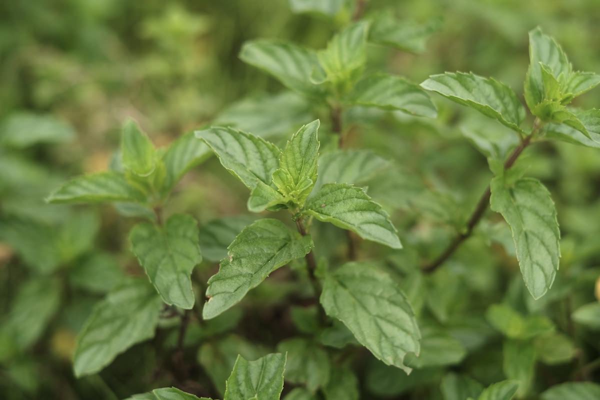 香りの植物ハーブを楽しむ : やさしい栽培から利用法まで 【お買い得